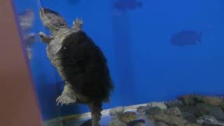 Snapping turtle (Katsurahama Aquarium, Kochi, Japan) March 24, 2018