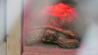 African spurred tortoise (Sagamihara Asamizo Park, Kanagawa, Japan) November 30, 2018