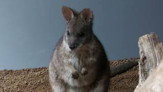 Parma wallaby | The Forest of Spirits (átoa, Hyogo, Japan) October 30, 2021