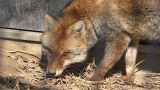 Japanese Red Fox (Kyoto City Zoo, Kyoto, Japan) January 26, 2019