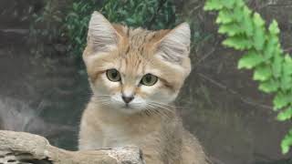Sand cat (KOBE ANIMAL KINGDOM, Hyogo, Japan) June 18, 2021