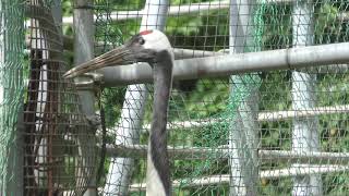 Japanese crane (Toyama Municipal Family Park Zoo, Toyama, Japan) August 15, 2019