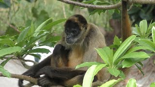 Geoffroy's spider monkey (Neo Park Okinawa, Okinawa, Japan) May 9, 2019
