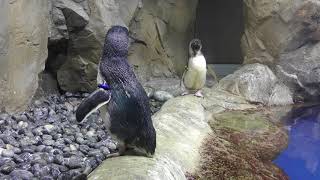 フェアリーペンギンの『ハギ』と『ツキ』 (仙台うみの杜水族館) 2018年1月20日
