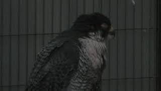 Peregrine Falcon (Edogawa Natural Zoo, Tokyo, Japan) October 14, 2017