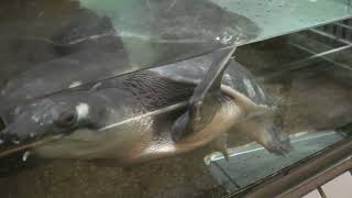 Fly river turtle (Higashiyama Zoo and Botanical Gardens, Aichi, Japan) July 22, 2021