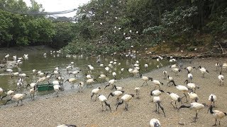 Flamingo Lake Feeding time (Neo Park Okinawa, Okinawa, Japan) May 9, 2019