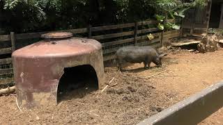 Pig & Ino-Buta (Southeast Botanical Gardens, Okinawa, Japan) May 12, 2019