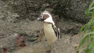 Humboldt penguin (Kamogawa Seaworld, Chiba, Japan) June 16, 2018