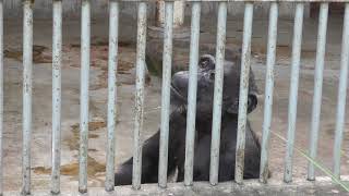 Chimpanzee (TOHOKU SAFARI PARK, Fukushima, Japan) August 4, 2019