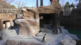 フンボルトペンギン (東山動植物園) 2019年1月22日