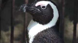 African penguin (Izu Shaboten Zoo, Shizuoka, Japan) April 22, 2018
