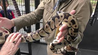 Ball python (Himeji Central Park, Hyogo, Japan) October 23, 2019