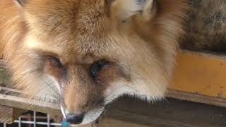 Ezo red fox (Zao Fox Village, Miyagi, Japan) January 21, 2018
