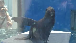 California sea lion Feeding time (Shikoku Aquarium, Kagawa, Japan) August 4, 2021
