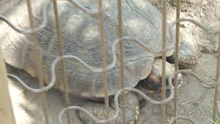 South American yellow-footed tortoise (Urayasu Traffic Park, Chiba, Japan) August 4, 2023