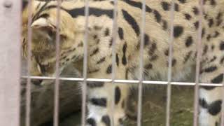 サーバル (東山動植物園) 2023年6月25日