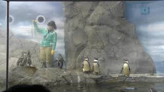 ペンギンショー「ペングィーン！」 (新江ノ島水族館) 2018年8月26日