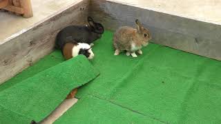カイウサギとテンジクネズミ (東京都立大島公園 動物園) 2018年3月3日