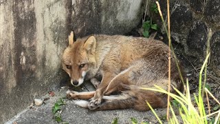 Japanese Red Fox (Higashiyama Zoo and Botanical Gardens, Aichi, Japan) July 22, 2021