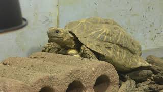 Indian star tortoise (TENNOJI ZOO, Osaka, Japan) November 3, 2017