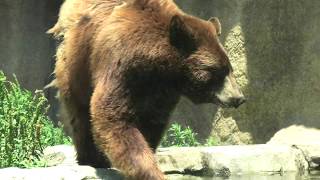 Eastern black bear (KOBE ANIMAL KINGDOM, Hyogo, Japan) June 24, 2020