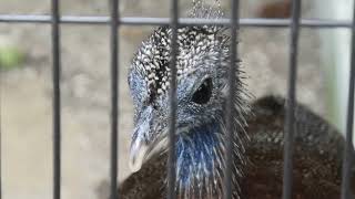 Great Argus (Toyohashi Zoo and Botanical Park, Aichi, Japan) January 1, 1970