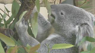 Koala (Tama Zoological Park, Tokyo, Japan) September 23, 2017