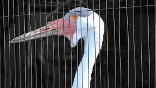 Wattled crane (Ueno Zoological Gardens, Tokyo, Japan) September 11, 2020