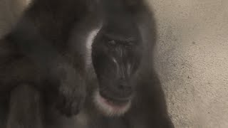 ドリル の『ドン』 (天王寺動物園・ナイトズー) 2021年10月11日