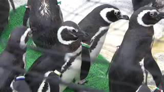 うみがたりから一時飼育中のマゼランペンギンたち (八景島シーパラダイス) 2018年4月14日