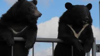 Japanese black bear (Aso Cuddly Dominion, Kumamoto, Japan) December 7, 2019
