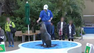Sea lion Training (Sunshine Aquarium, Tokyo, Japan) November 12, 2017