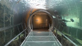 南米アマゾンをのぞく水中トンネル (栃木県なかがわ水遊園) 2018年12月8日
