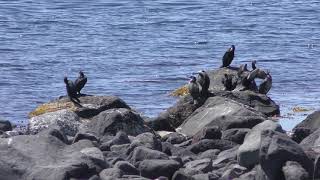 Japanese Cormorant (Rishiri island, Hokkaido, Japan) June 24, 2019