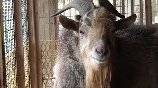 Goat (Daikanyama Zoo, Shimane, Japan) December 1, 2019