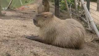 Capybara (Tokiwa Zoo, Yamaguchi, Japan) May 19, 2018