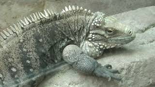 Lesser Caymans iguana (Higashiyama Zoo and Botanical Gardens, Aichi, Japan) July 22, 2021