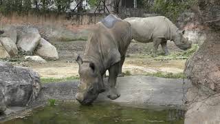 Black rhinoceros (TENNOJI ZOO, Osaka, Japan) March 31, 2019