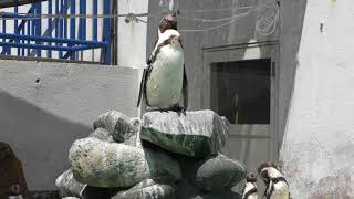 Humboldt penguin (Otaru Aquarium, Hokkaido, Japan) June 14, 2019