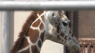 Reticulated giraffe (Shunan City Tokuyama Zoo, Yamaguchi, Japan) April 26, 2019