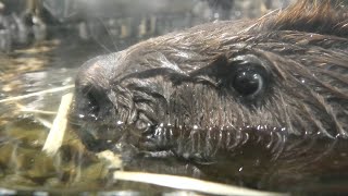 American beaver (TOBA AQUARIUM, Mie, Japan) December 25, 2020
