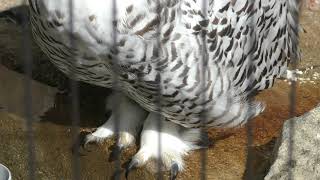 Snowy owl (Oji Zoo, Hyogo, Japan) September 16, 2018