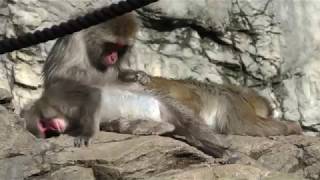 Japanese macaque (Yokohama Zoological Gardens 