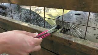 Spotted Seal Feeding Experience (Nasu Animal Kingdom, Tochigi, Japan) August 2, 2019
