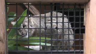 Mainland leopard cat (Inokashira Park Zoo, Tokyo, Japan) September 23, 2017