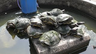 Turtle (Fukuchiyama City Zoo, Kyoto, Japan) March 29, 2019