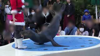 Sea lion performance time (Sunshine Aquarium, Tokyo, Japan) November 12, 2017
