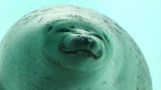 ワモンアザラシ (海遊館) 2022年8月12日