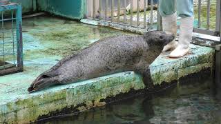 Spotted Seal (Ichihara Elephant Kingdom, Chiba, Japan) August 4, 2018